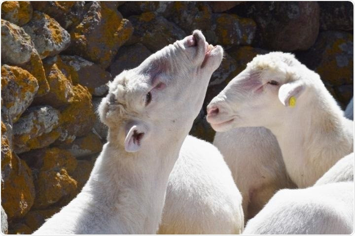 Bluetongue Virus Outbreak Spreads Across Europe: What You Need to Know