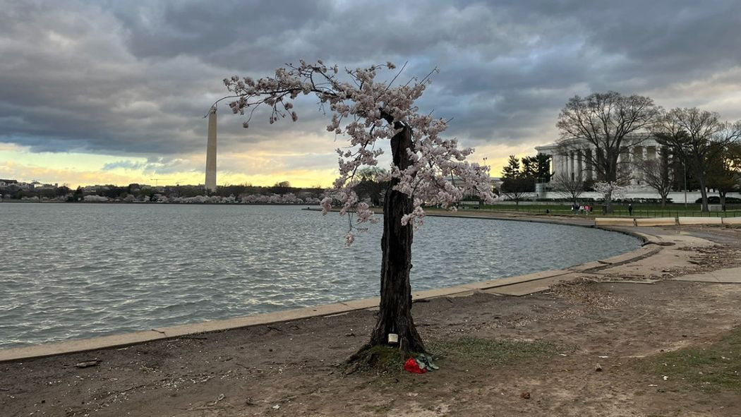 Https Foxbaltimore Com Stumpy Cherry Blossom Little Tree That Could Axe Cut Down Last Bloom Spring Season Tidal Basin Construction Seawalls Trees Potomac River National Mall Washington Dc Festival Flowers Whiskey Gifts Goodbye