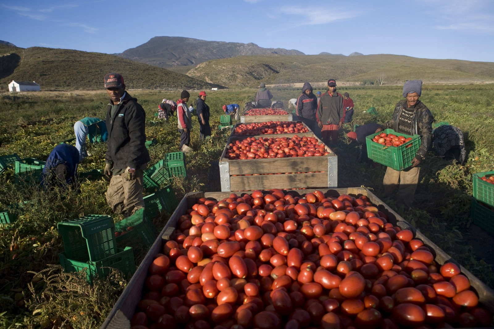 South African Farmers Embrace Innovation and Technology to Stay Competitive